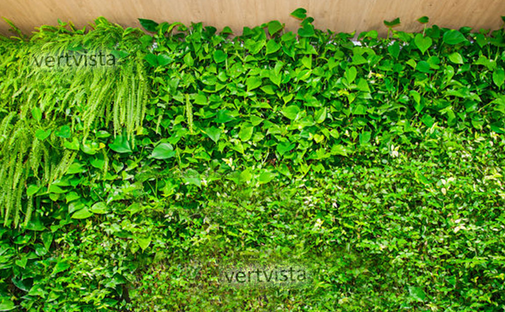 indoor green wall baroda